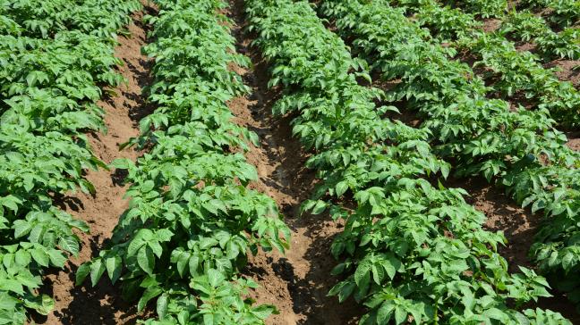 In België vertegenwoordigt de aardappelteelt meer dan 100.000 ha. 45 % ervan bevindt zich in Wallonië.