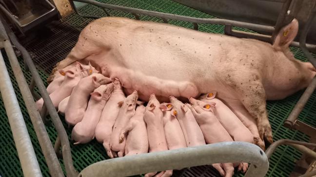 Bij de bouw van een nieuwe kraamstal is het belangrijk om na te denken over de plaatsing van vrijloopkraamhokken.