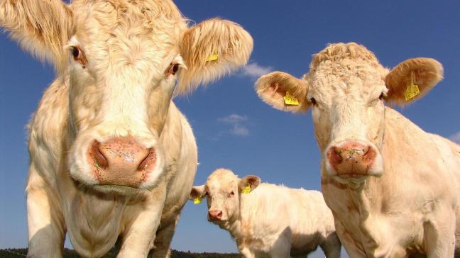 België moet tegen 2030 de uitstoot in de landbouw met 47% terugdringen.