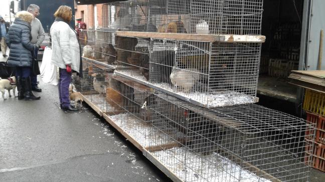 Het FAVV verlengt het verbod op het verzamelen van vogels en pluimvee voor beurzen, shows, prijskampen, tentoonstellingen en jaarmarkten tot en met 31 maart.