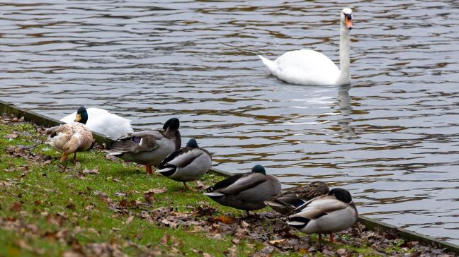 Sinds 2021 zijn er minstens 300 soorten wilde vogels bijgekomen die vatbaar zijn voor het vogelgriepvirus, waardoor de biodiversiteit in het gedrang kan komen.