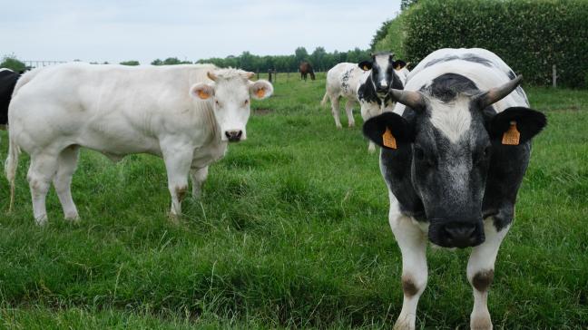 De voordelen van een volledige vaccinatie voor de dieren op de wei staan, zijn veel groterdan de extra last van het vaccineren.