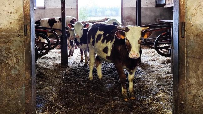 De Nederlande regering heeft een voorlichtingsvraag bij de Nederlandse Raad van State ingediend over het instellen van een ondergrens van 1 mol/ha/jaar voor stikstofberekeningen.