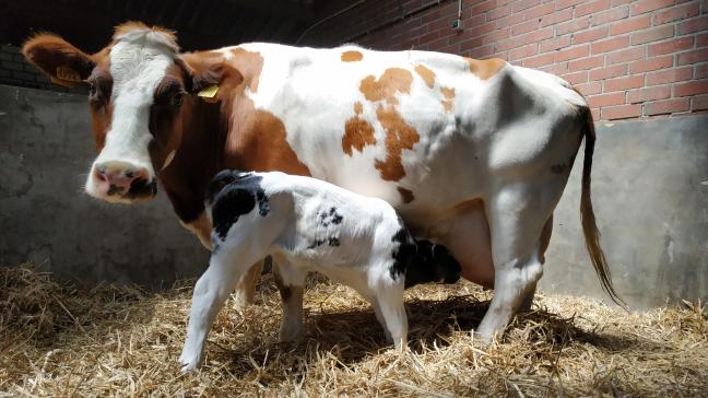 EFSA adviseert om kalveren minimaal 1 dag en maximaal 4 dagen bij de moeder te laten voordat ze worden gescheiden.