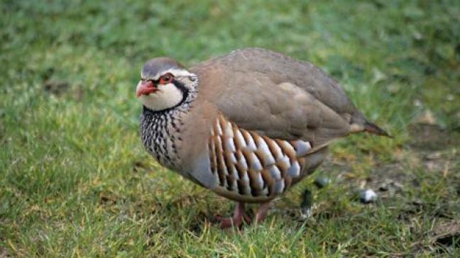 De afname van landbouwvogels is al decennialang aan de gang en maakt deel uit van een wijdere, Europese trend.