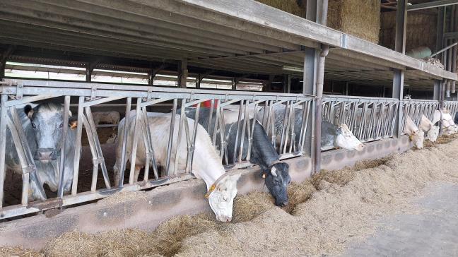 De uitstoot van stikstofoxiden in Vlaanderen is tussen 2015 en 2022 gedaald met 35 %. Ammoniak ging omlaag met 9 %.