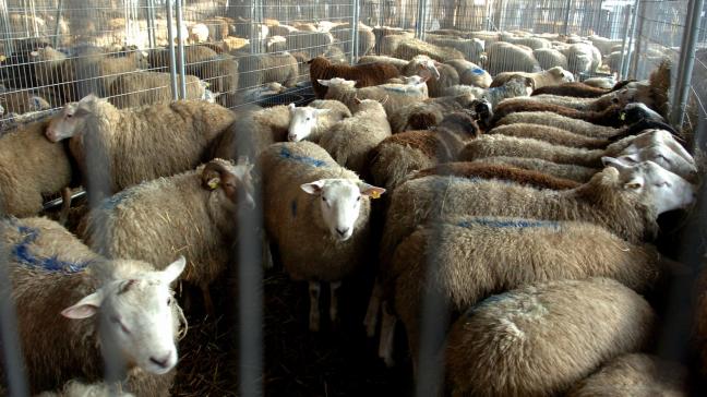 Het FAVV herinnert dat het absoluut noodzakelijk is dat schapen en geiten die in België worden ingevoerd, voor hun vertrek worden gecontroleerd door de veterinaire diensten van het land van herkomst.