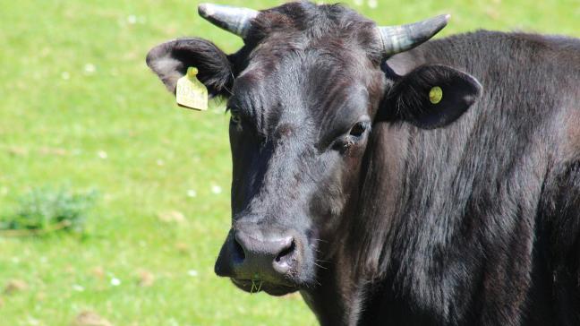 Begin maart werd eenbesmetting metMKZ bevestigd op een melkveebedrijf in het noordwesten van Hongarije.