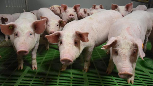 Een effectieve bestrijding van PRRS is alleen mogelijk wanneer gegevens transparant worden gedeeld en alle betrokkenen zich gezamenlijk inzetten.