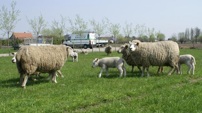 Kopers van schapen en geiten moeten ervoor zorgen dat de dieren vergezeld zijn van een officieel gezondheidscertificaat.