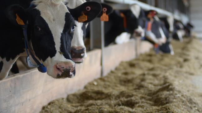 De voedermaatregelen uit het Convenant Enterische Emissies Rundvee hebben geen negatieve impact op de meetmelkproductie bij de dosis die in het convenant wordt voorgeschreven.