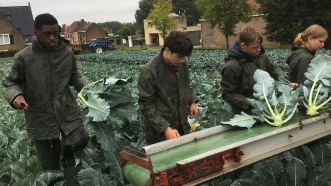 Op werkplekleren steken de leerlingen van Plant Dier Milieu de handen uit de mouwen tijdens de oogst van broccoli.