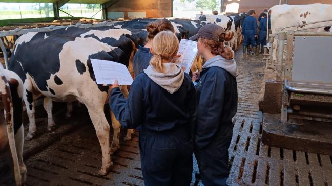 Praktijkles waarbij leerlingen de uitwendige bouw (exterieur) van melkvee leren beoordelen.