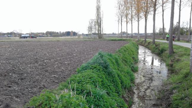 Als je een perceel met een nitraatgevoelige hoofdteelt in gebiedstype 2 of 3 langs een waterloop hebt, moet je dit jaar een beschermingsstrook van 5 m met een niet-nitraatgevoelige hoofdteelt of spontane vegetatie aanleggen.