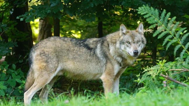 pixabaywolf-g3802f4a30_1920