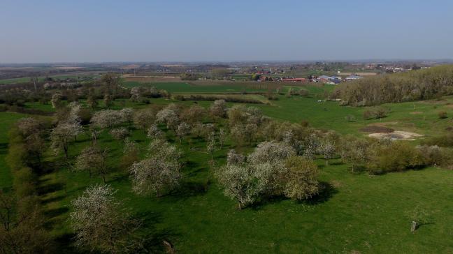 De afgelopen 20 jaar zou er iedere week tot ongeveer 2,5 ha hoogstamboomgaard in Haspengouw verdwenen zijn.