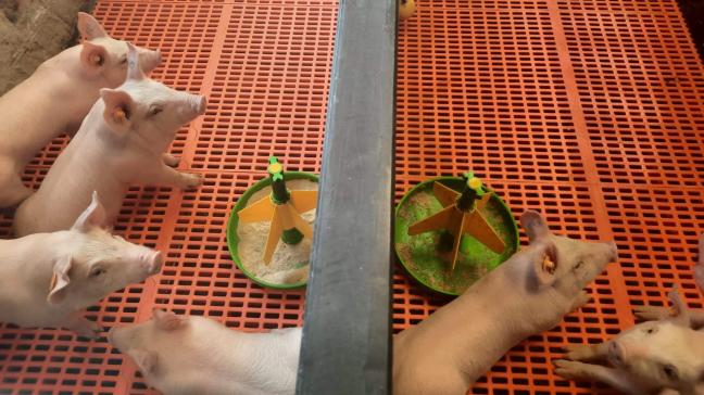 Behandelingen in het tweede experiment: snoepvoeder gedurende eerste week na spenen beschikbaar in droge (links) en natte vorm (rechts). Dit snoepvoeder werd in dezelfde kom aangeboden als in de kraamstal, terwijl speenvoeder ter beschikking was in een standaardvoederbak.