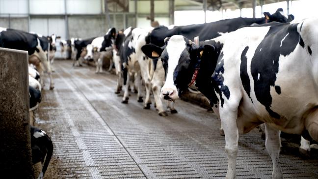 Benedict Sas stelt de huidige stikstofmetingen aan de kaak en vraag een herstelplan en eerherstel voor de veehouders.