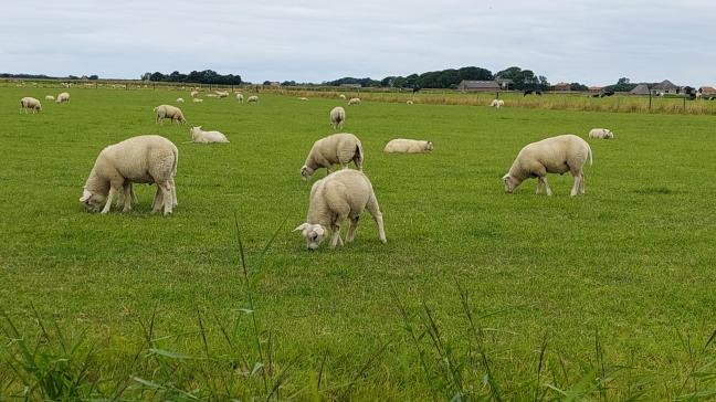 De Franse regering gaat via openbare aanbestedingen op zoek naar vaccins tegen blauwtong voor de serotypes 1 en 8.