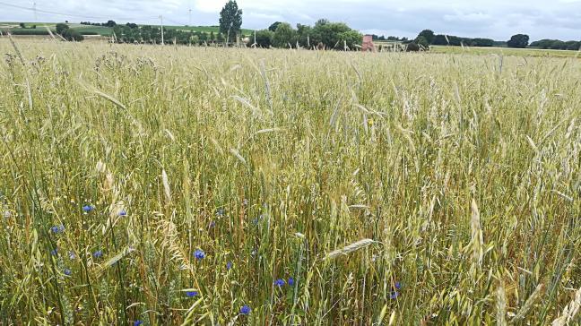 Landbouwers sluiten vooral overeenkomsten af voor vogelvoedselgewassen, waarbij percelen worden ingezaaid met een mengsel van kruiden en zaaddragende gewassen die niet geoogst worden.