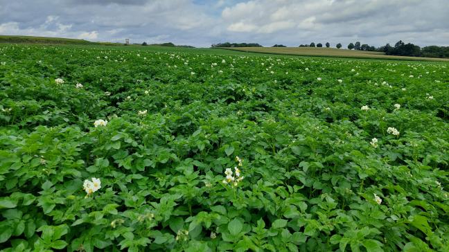 Dien je verzamelaanvraag uiterlijk op 30 april in via het e-loket www.landbouwvlaanderen.be.