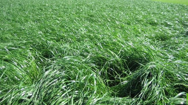 KU Leuven-onderzoek toont verhoogde allergische reacties aan door stikstofrijke graslanden.