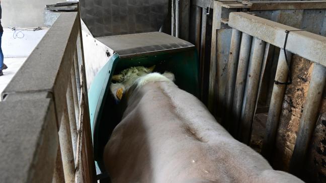 De GreenFeed zuigt de omgevingslucht weg tijdens het vreten en hierin wordt de hoeveelheid methaan geanalyseerd.