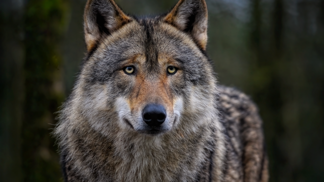 De groeiende wolvenpopulaties zorgen in sommige regio’s voor problemen, ook in Limburg. Door de beschermingsstatus te versoepelen, luisteren we naar de vele zorgen van landbouwers en inwoners, zegt Wouter Beke.