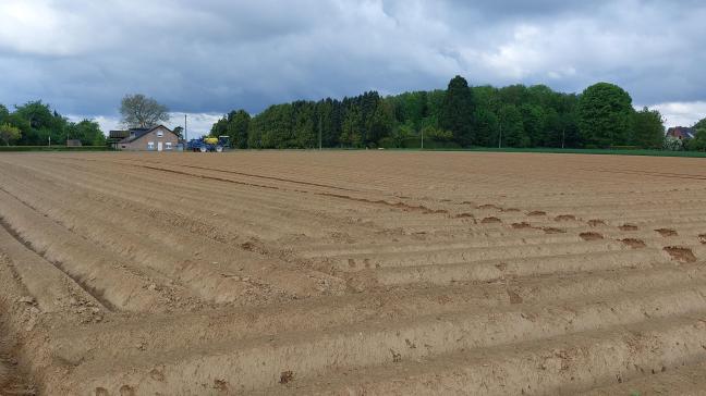 Door de droge  weersomstandigheden  zal de onkruidbestrijding in aardappelen  vermoedelijk niet  perfect zijn.