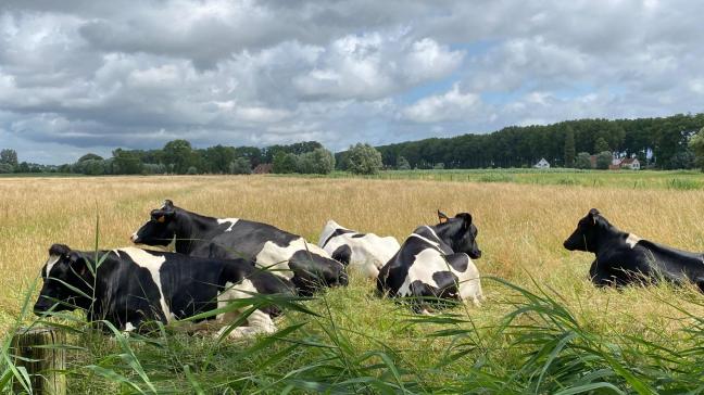 DGZ is vooral blij dat de overheid een aantal aandachtspunten in de transport en handel van dieren aanpakt.