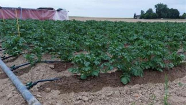 In 2023 legde Viaverda een proef aan met druppelirrigatie in aardappelen.