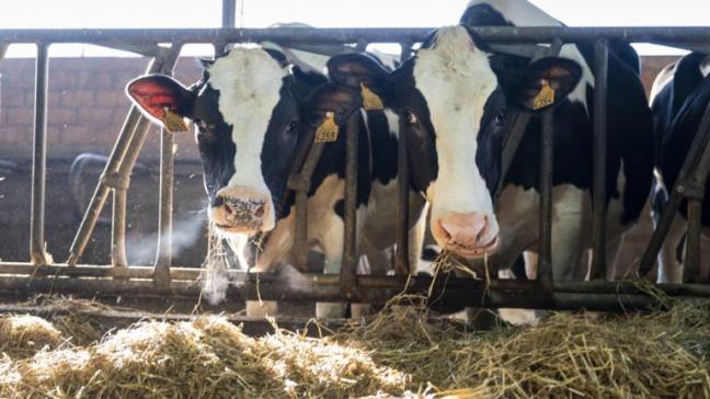 In het project KringLoopKoe onderzoeken ILVO en Inagro de unieke positie van rundvee in 3 actuele thema’s.