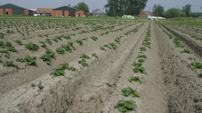 Je verzamelaanvraag wijzigen kan nog tot uiterlijk 31 mei via het e-loket www.landbouwvlaanderen.be.