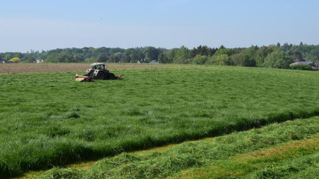 Op de Belgische rassenlijst zijn recent 7 nieuwe rassen van Engels raaigras en één nieuw ras van rietzwenkgras toegelaten.