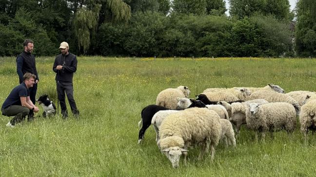 Herders Frederik en Bruno (staand) met schepen Bram Van Braeckevelt en een deel van de kudde schapen die voor stad Gent worden ingezet.