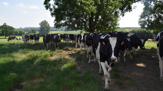 Grote kuddes voldoende schaduw geven is niet altijd evident.