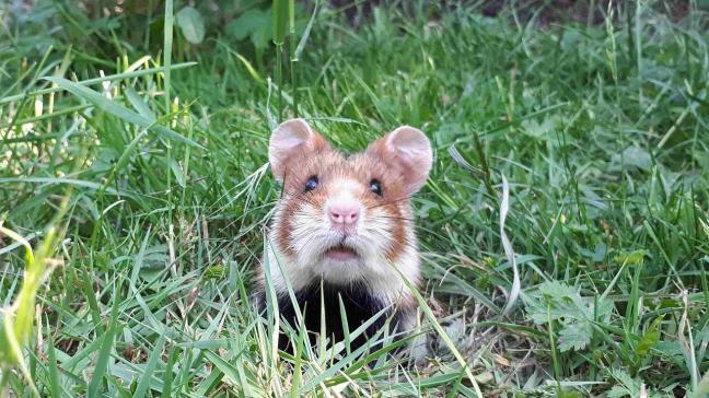 Ondanks de aanzienlijke inspanningen die voor de hamster werden gedaan, leidde dit niet tot het gewenste resultaat op het terrein.