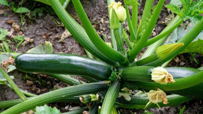 Als je regelmatig oogst en de courgette niet te groot laat worden, kan je tot wel 40 vruchten oogsten van 1 plant.