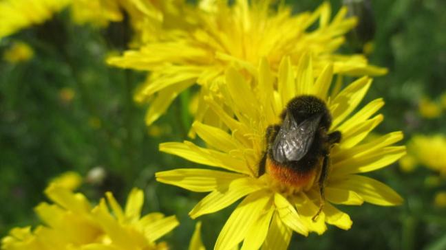 Het Europese project 'PolliConnect' voorziet 7,1 miljoen euro om het verlies van populaties van stuivende insecten tegen te gaan.