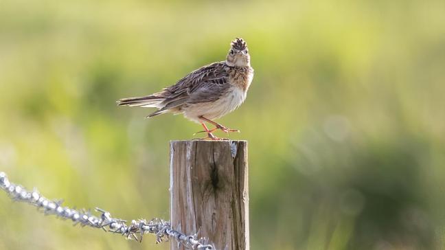 Tussen 2007 en 2024 is de boerenlandvogelindex met 25% gedaald. Landbouwers kunnen helpen bij het herstel van de populaties.