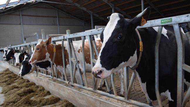 Specifiek gefocust op de landbouw daalde de uitstoot van ammoniak tussen 2005 en 2023 met 25%.