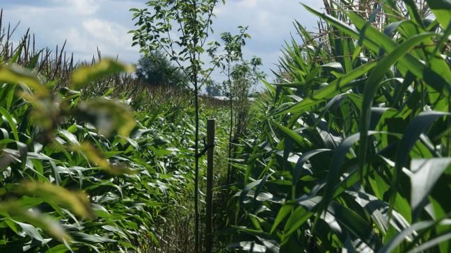 Boeren kunnen een subsidie aanvragen voor de aanplant van een boslandbouwsysteem bij het Agentschap Landbouw en Zeevisserij.