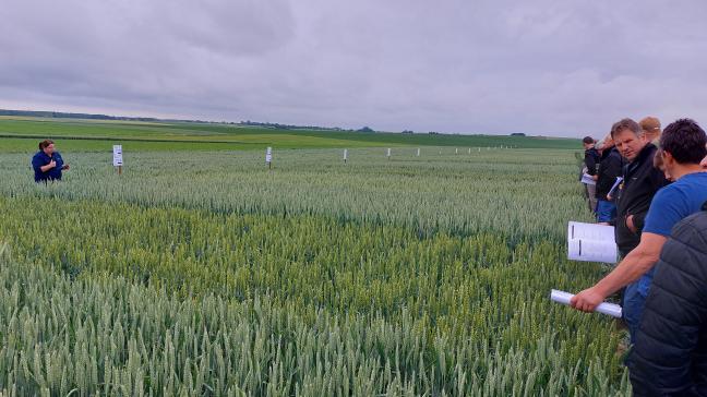Femke Moors gaf toelichting bij de teelttechnische ervaringen opgedaan in wintertarwe.
