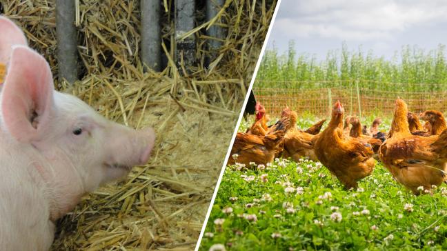 Het Bowie trajectheeft de ambitie om een wetenschappelijk onderbouwde aanpak voor ammoniakreductie te leveren voor varkens- en pluimveehouderijen.