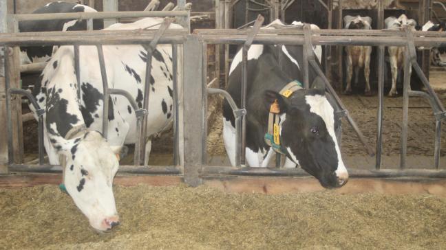 Het ontslagnemende Nederlandse kabinet zal definitief de rekenkundige ondergrens van 1 mol per hectare per jaar invoeren.