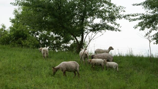 Runderen en schapen die vóór 1 januari 2025 zijn geboren, moeten volledig gevaccineerd zijn om in aanmerking te komen voor subsidies.