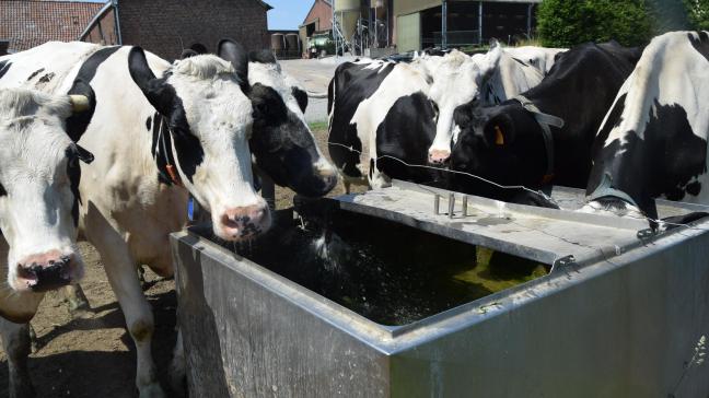 Zorg voor voldoende drinkwaterpunten met proper water, zowel in de stal als op de weide.