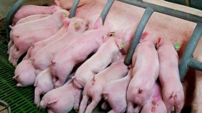 DanBred-klanten in Denemarken een behaalden een gemiddelde van 36,2 gespeende biggen per zeug per jaar.