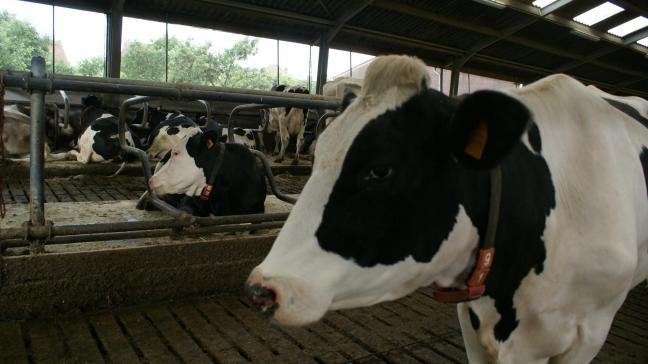 De investering van AIF moet de sensortechnologie van VOCSens beter ontsluiten voor de veehouderij.