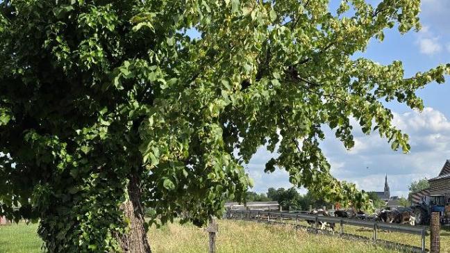 De oude lindeboom, die als huisboom nog steeds voor mijn ouderlijke woning staat.